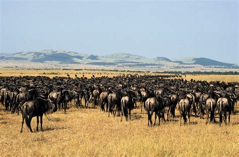 Serengeti National Park | Location, Facts, & Animals | Britannica