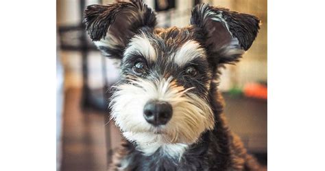 The Schnauzer Dog Breed: One Name, Three Different Breeds | The Pets ...