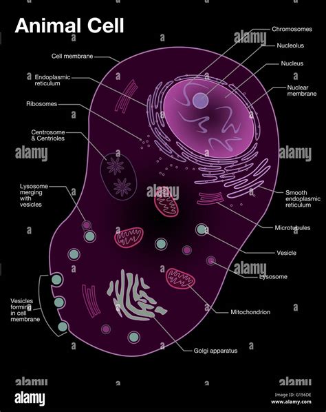 Animal Cell Labeled Diagram Basic