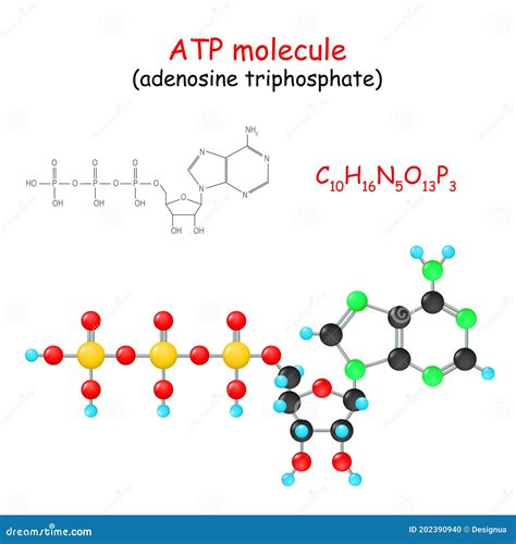 Atp Molecule Labeled, Atp Synthase Structure Function And Inhibition, 5 ...