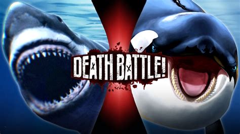 Great White Shark VS Killer Whale by squirrel-ghost on DeviantArt