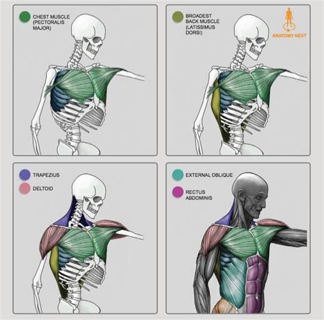 Anatomy For Sculptors Pdf - ANATOMY