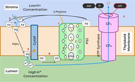 ATP Synthesis in Mitochondria - GeeksforGeeks