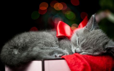 Black Cat Christmas Wallpaper - WallpaperSafari