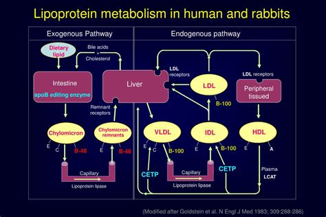 PPT - Exogenous Pathway Endogenous pathway PowerPoint Presentation ...