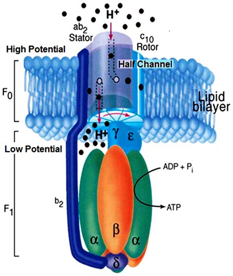 ATP Synthase: World's Smallest Motor : Plantlet