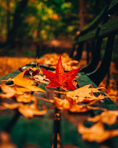 Fall Leaves | Fall photography nature, Autumn photography, Nature ...