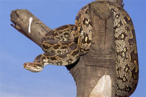 Rock Python Animal Facts - Python sebae - A-Z Animals