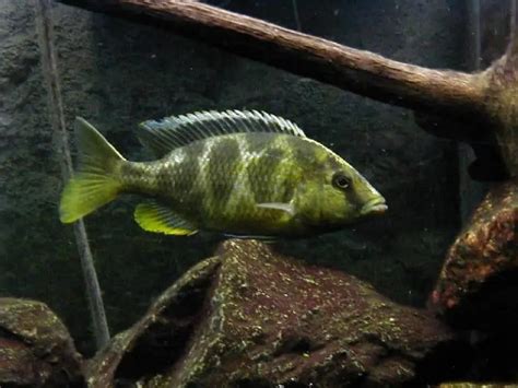 Lake Malawi Cichlids Guide - Cichlid Guide