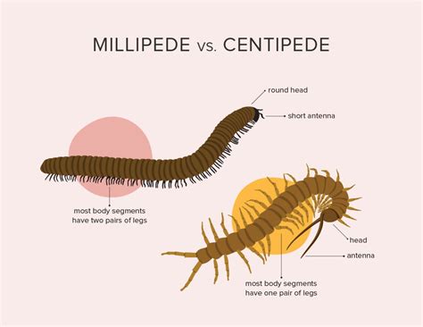 Do Millipedes Bite? Learn All About Them