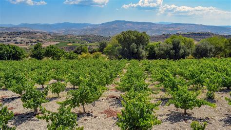 An Island of Vineyards - Aphroditerentals.com