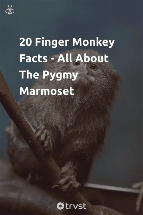 20 Finger Monkey Facts - All About The Pygmy Marmoset