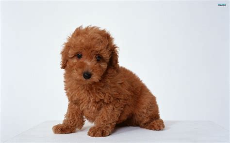 Poodle Wallpapers - Wallpaper Cave