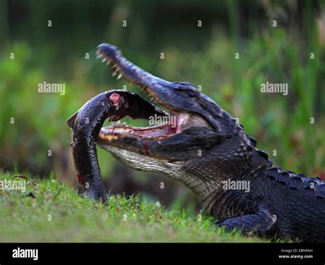 American alligator (Alligator mississippiensis), alligator eating a ...