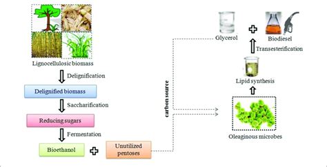 | Schematic diagram of integrated biofuel production from... | Download ...