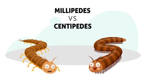 The Difference Between a Millipede vs. Centipede | Insight Pest Solutions