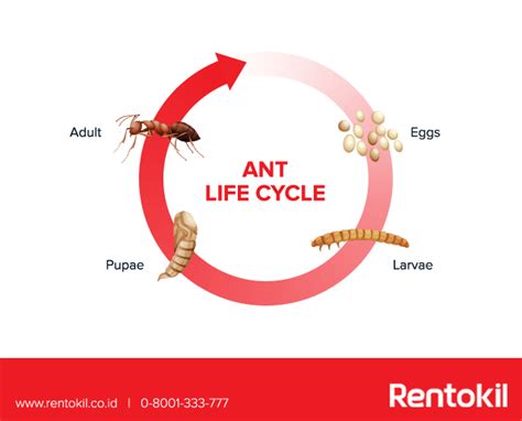 Life Cycle Of An Ant