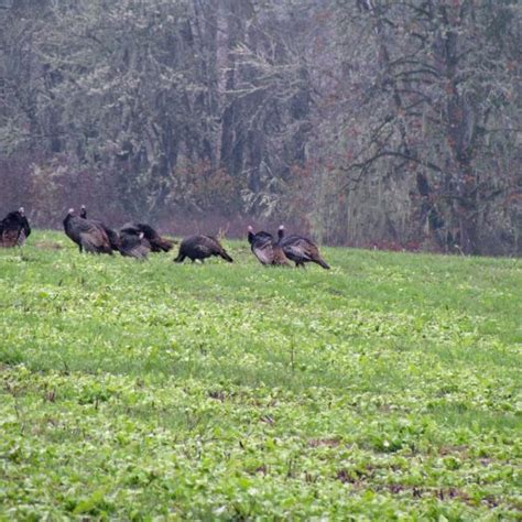 Where To Shoot A Turkey - A Guide for Hunters