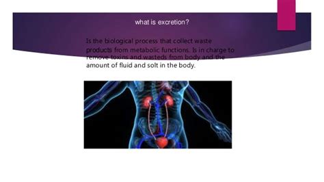 Animals' excretion