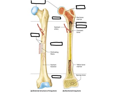 Anatomy of a Typical Long Bone Quiz