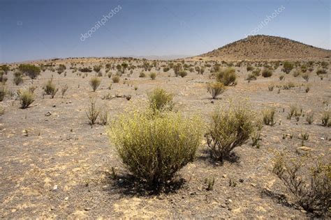 Bush in semi-desert — Stock Photo © skopal #4903839