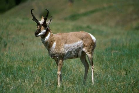 Free picture: pronghorn, antelope, runs, gingerly, meadow