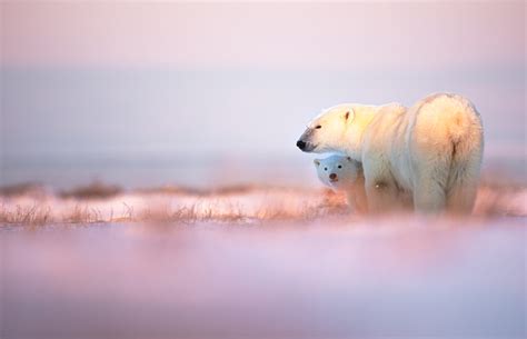 Photo Expeditions to the Canadian Arctic, a vast land of islands