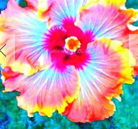 Rare-multi-color Giant Hibiscus Seeds 2 ,6 or 10 SEEDS shipping ...