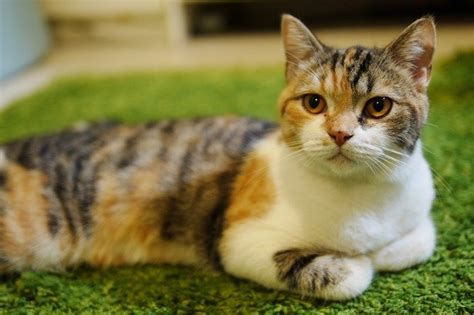 110+ Best Male Calico Cat Names That Will Inspire You - PetPress