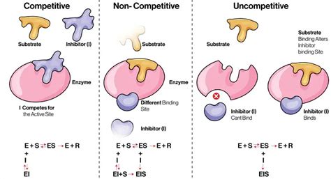 6 Types of Enzyme Inhibition with Mechanisms, Examples and Importance