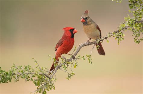 Male Vs Female Cardinals: What’s The Difference? - Birdwatching Buzz