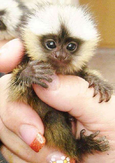 22 Finger monkey ideas | finger monkey, animals beautiful, cute baby ...