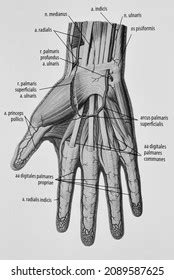 Diagram Arteries Palmar Side Human Hand Stock Illustration 2089587625 ...