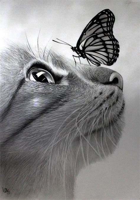 cat pencil drawing with butterfly on its nose realistic animal drawings ...