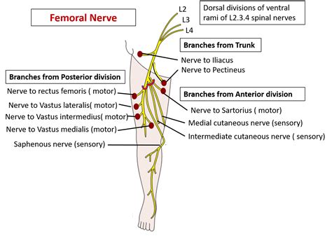 Femoral nerve – Anatomy QA