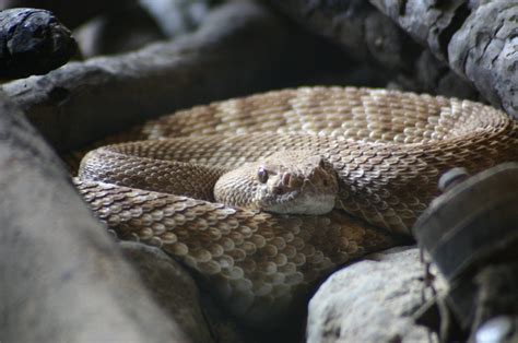 Free Desert Snake Stock Photo - FreeImages.com