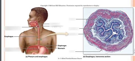 Esophagus Diagram | Quizlet