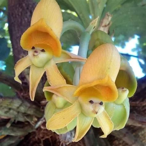 epiphytic Orchids Seeds