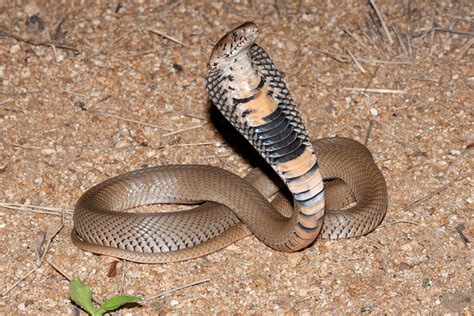 Mozambique Spitting Cobra Facts and Pictures