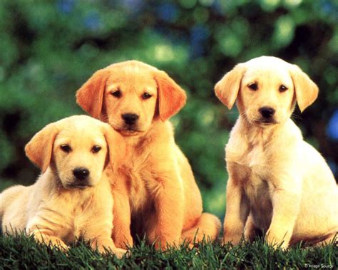 Dogs wallpaper | 1280x1024 | #36579