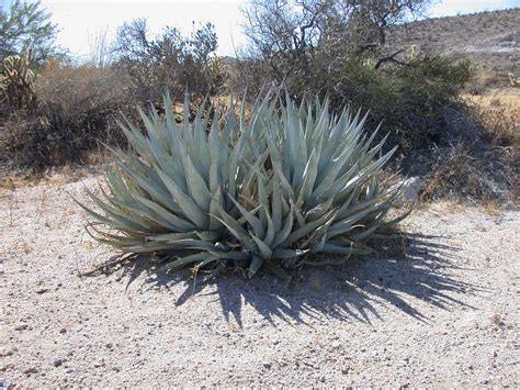 Australian Desert Plants | www.imgkid.com - The Image Kid Has It!