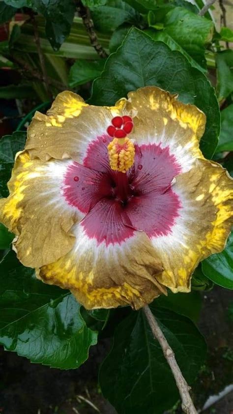 Pin de Barbara Homan en Hibiscus flowers | Flores bonitas, Flores ...