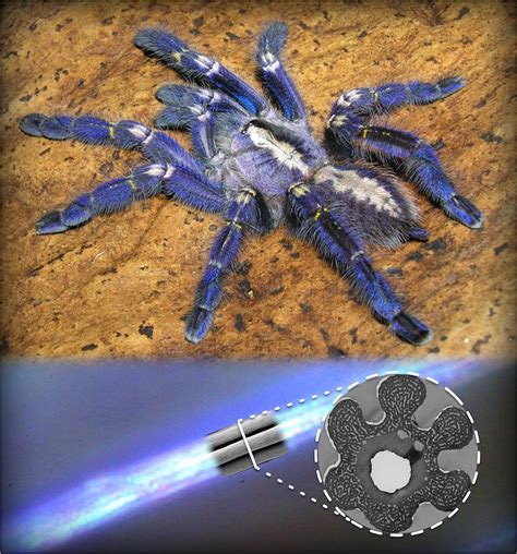 Why So Blue? Tarantula's Cool Color Is Still a Mystery | Live Science