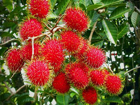 Rambutan - Khao Lak's Hairy Fruit