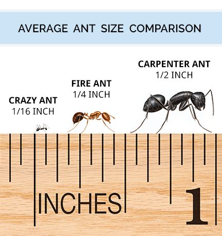 Ant Identification Guide - How To Identify Ants - DoMyOwn.com