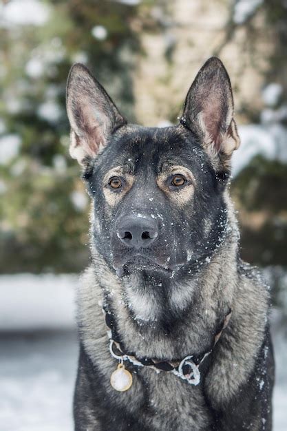 Premium Photo | A german shepherd dog in the snow