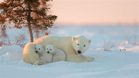 Polar Bears With Cubs HD Wallpapers | HD Wallpapers | ID #31940