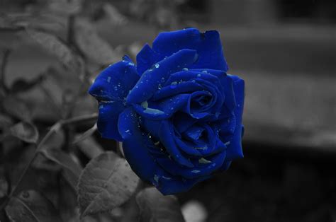 Dark Blue Roses Wallpaper - WallpaperSafari