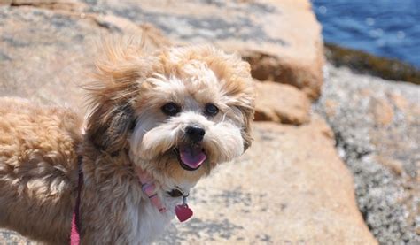 Shih Poo Dog Breed Info | Features, Traits, and Health