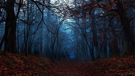 Autumn Forest Wallpapers - Wallpaper Cave